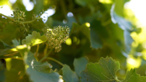 floraison de la vigne
